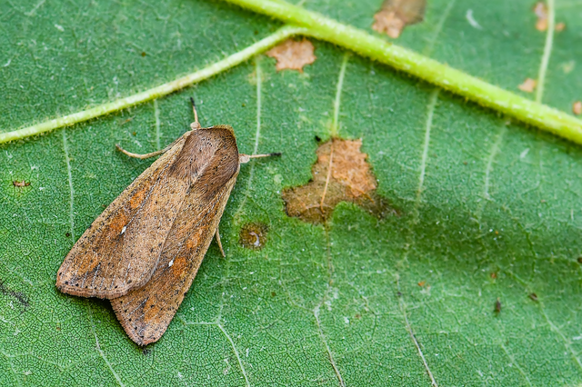 Mythimna unipuncta - hordabagoly