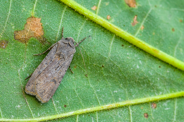 Agrotis segetum - vetési földibagoly