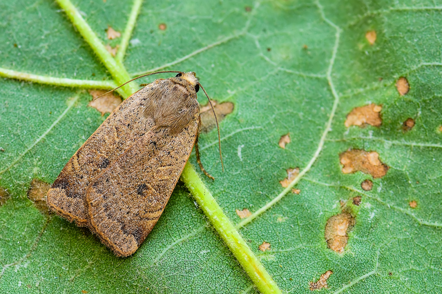 Noctua comes - kis sárgafűbagoly