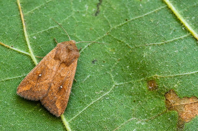 Mythimna albipuncta - fehérpettyes rétibagoly