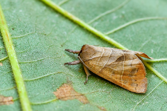 Clostera anastomosis - barna levélszövő