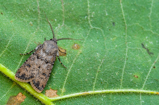 Agrotis segetum - vetési földibagoly
