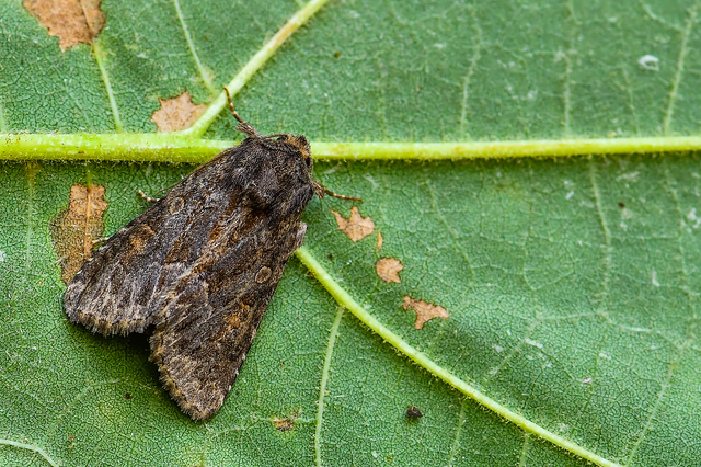 Thalpophila matura - fakó erdeibagoly