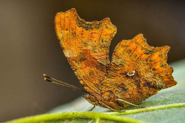 Nymphalis c-album - C-betűs lepke