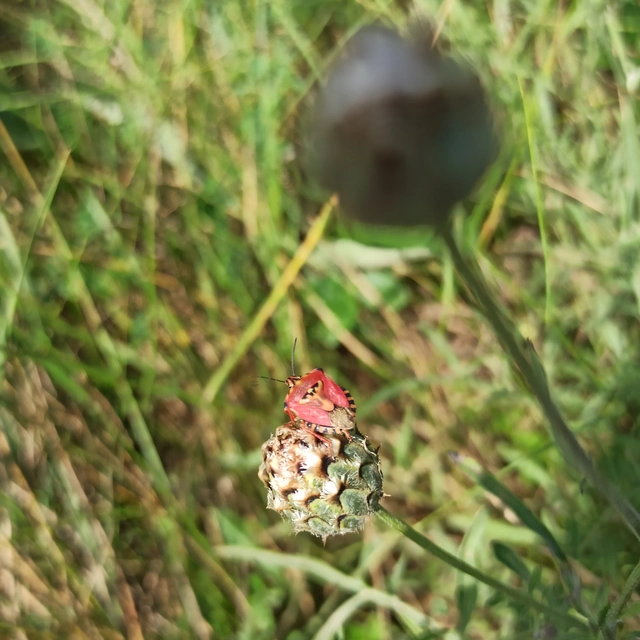 Carpocoris Carpocoris