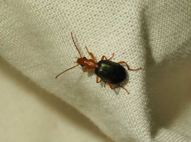 Brachinus explodens - kis pöfögőfutó