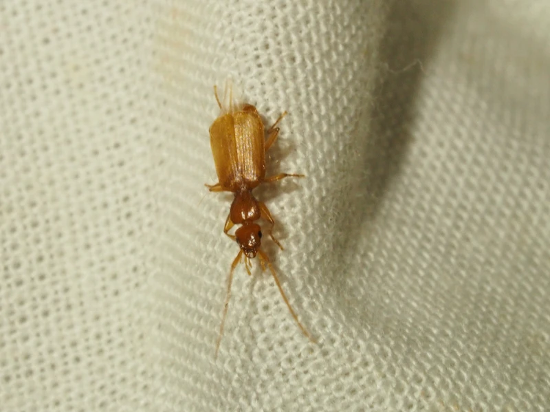 Parazuphium chevrolatii
