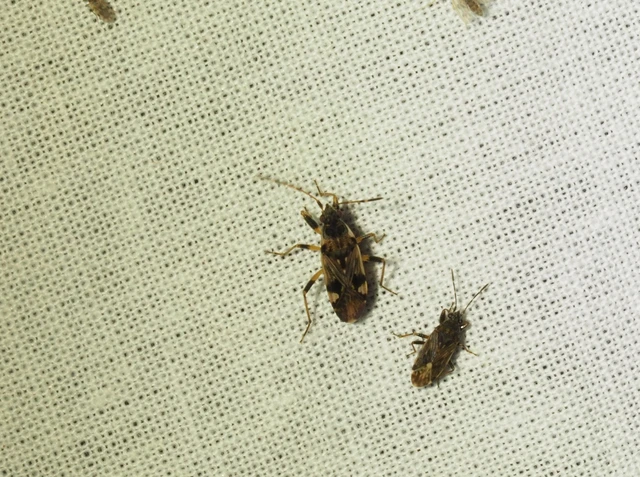 Beosus maritimus - homoki bodobács