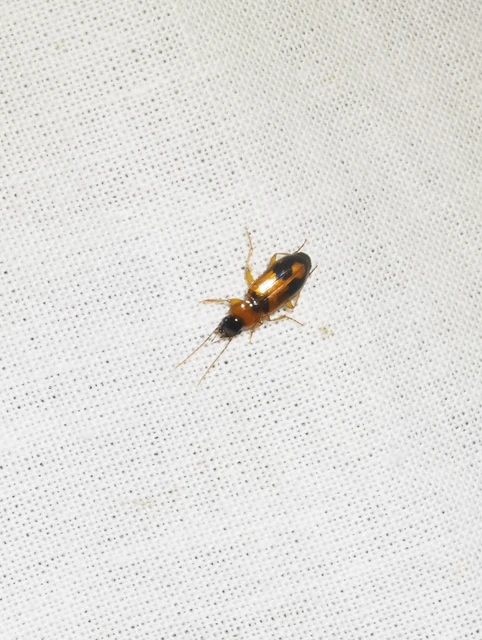 Badister meridionalis - közönséges posványfutonc