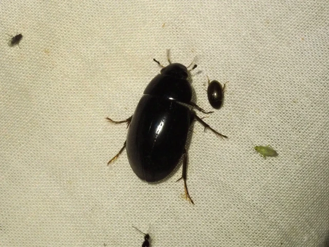 Hydrochara caraboides - kis csibor