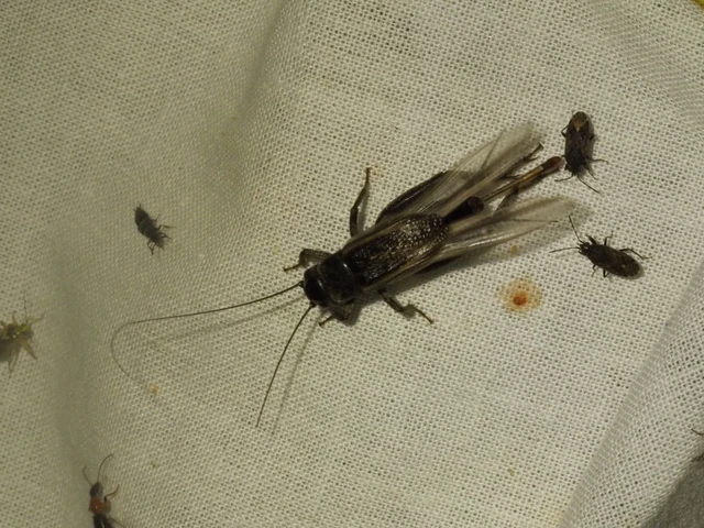 Eumodicogryllus bordigalensis - bordói tücsök