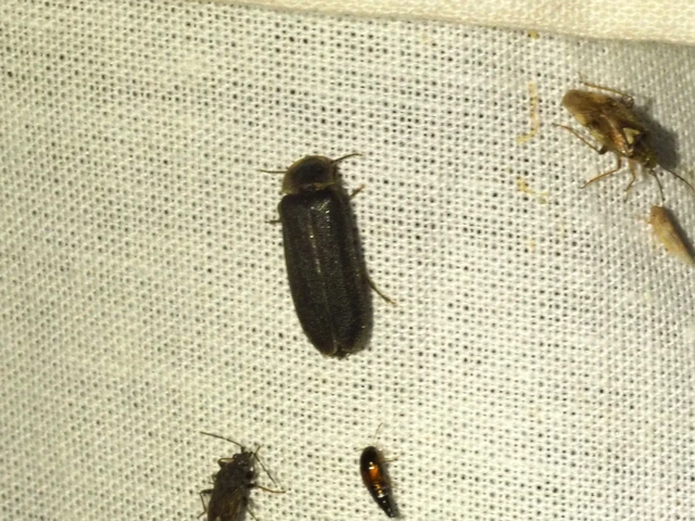 Lampyris noctiluca - nagy szentjánosbogár