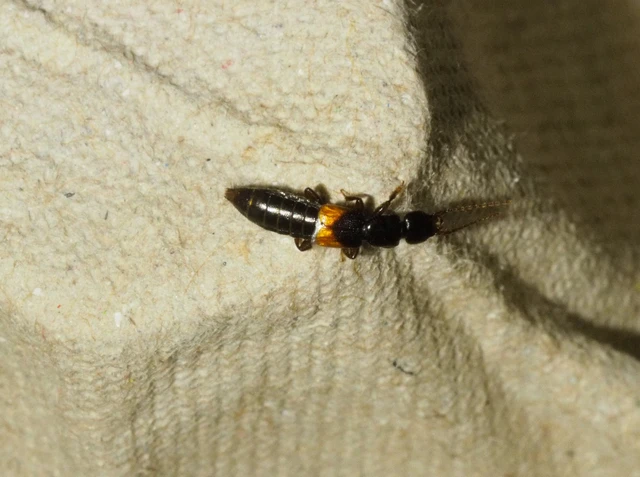 Achenium depressum - sókedvelő pocsolyaholyva