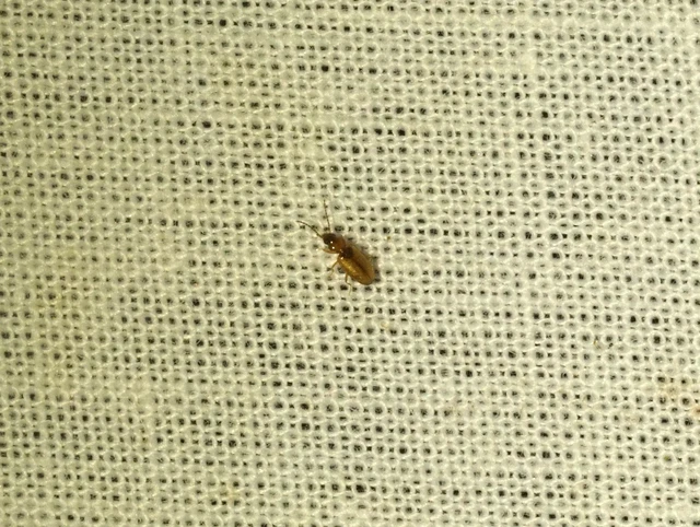 Tachys bistriatus - közönséges martfutó
