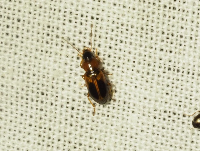 Acupalpus elegans - pompás törpefutonc