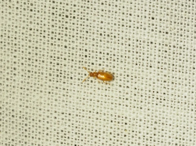 Pseudotomoderus compressicollis - szegettnyakú fürgebogár