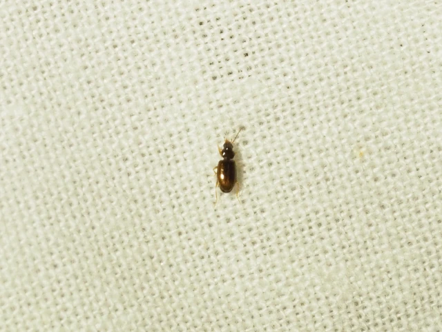 Tachys bistriatus - közönséges martfutó
