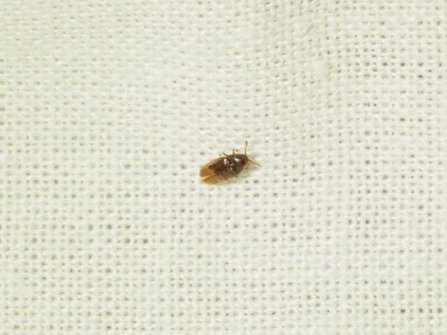 Throscidae - merevbogárfélék