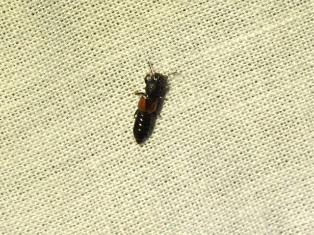 Bledius tricornis - háromszarvú ásóholyva Bledius tricornis - háromszarvú ásóholyva