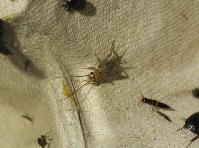Acheta domesticus - házi tücsök