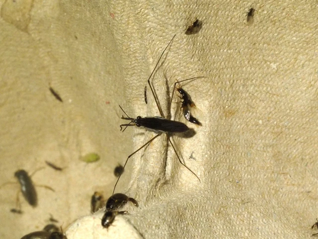 Gerridae - molnárpoloskák