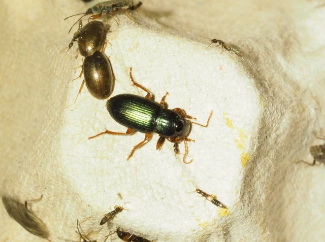 Ophonus azureus - azúrkék bársonyfutó