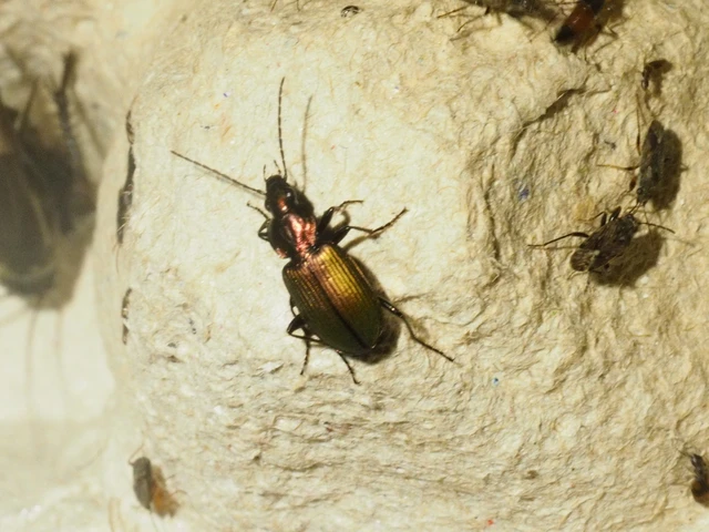 Agonum viridicupreum - rezeszöld kisfutó Agonum viridicupreum - rezeszöld kisfutó