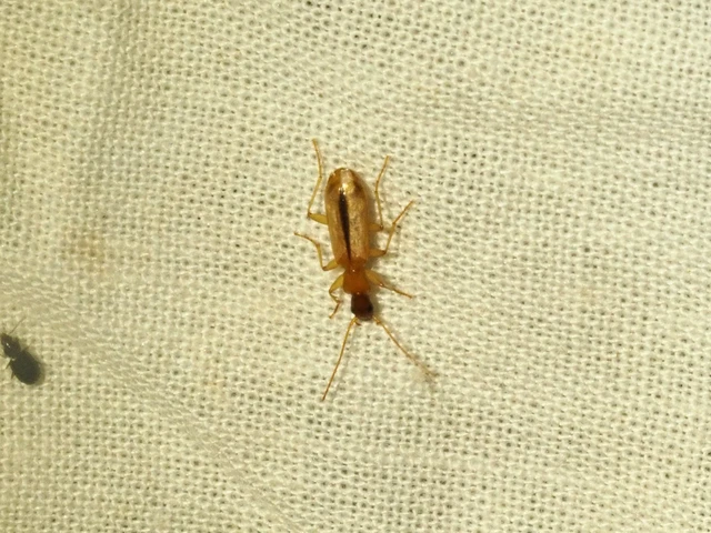 Paradromius longiceps - hosszúfejű kéregfutó