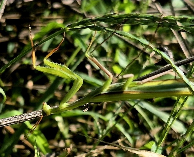 Mantis religiosa - imádkozósáska