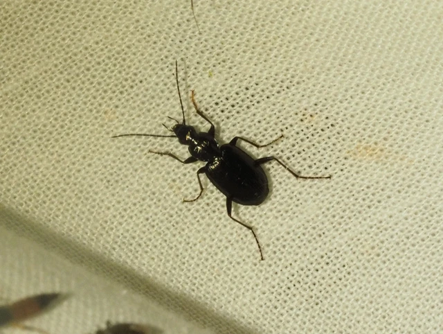 Agonum monachum - sziki kisfutó Agonum monachum - sziki kisfutó