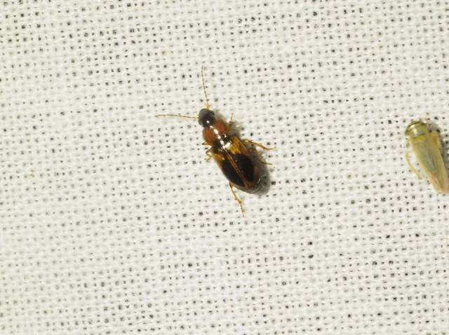 Acupalpus elegans - pompás törpefutonc