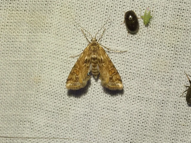 Cataclysta lemnata - békalencsemoly