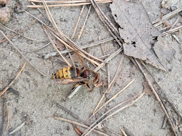 Vespa crabro - lódarázs