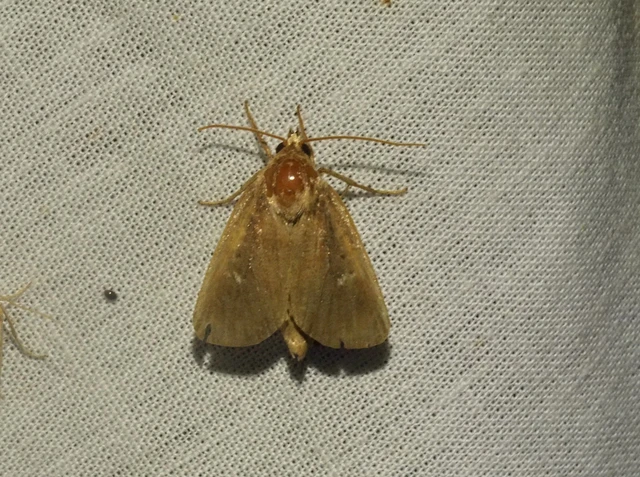 ikerfoltos nádibagoly - Lenisa geminipuncta