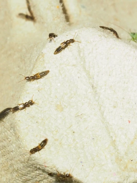 Scopaeus debilis - pusztai turzásholyva