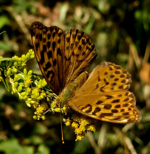 Argynnis paphia - nagy gyöngyházlepke