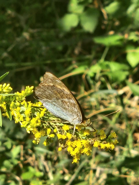 Argynnis paphia - nagy gyöngyházlepke