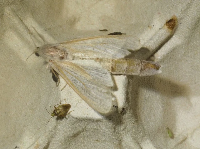 Phragmataecia castaneae - nádfúrólepke