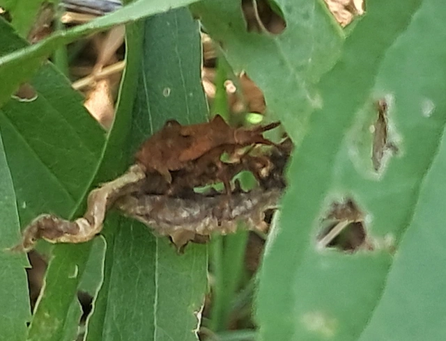 Coreus marginatus - közönséges karimáspoloska
