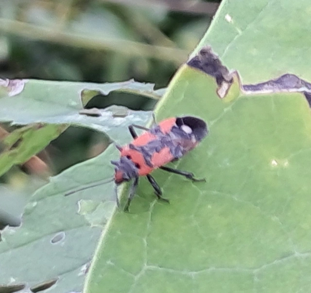 Lygaeus equestris/simulans