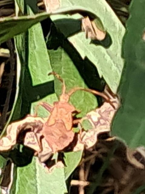 Coreus marginatus - közönséges karimáspoloska