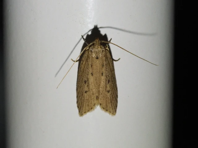 Atremaea lonchoptera - magyar nádmoly
