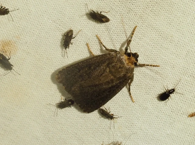 zsírfényű bagoly - Amphipyra livida