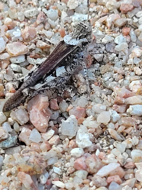 Acrotylus insubricus - önbeásósáska