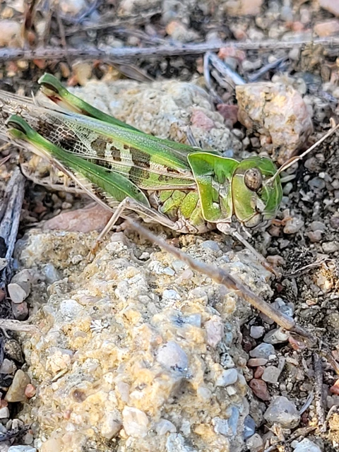 Oedaleus decorus - szalagos sáska