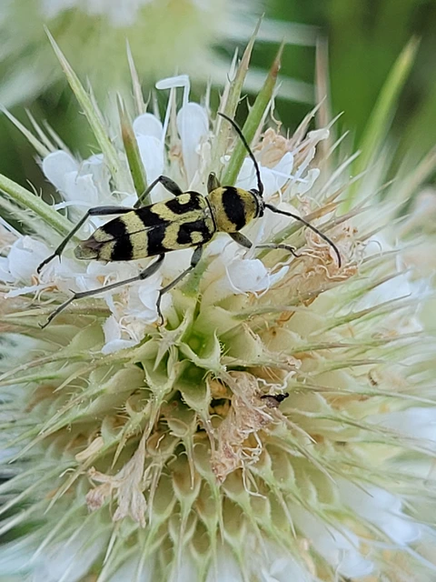 Chlorophorus varius - díszes darázscincér