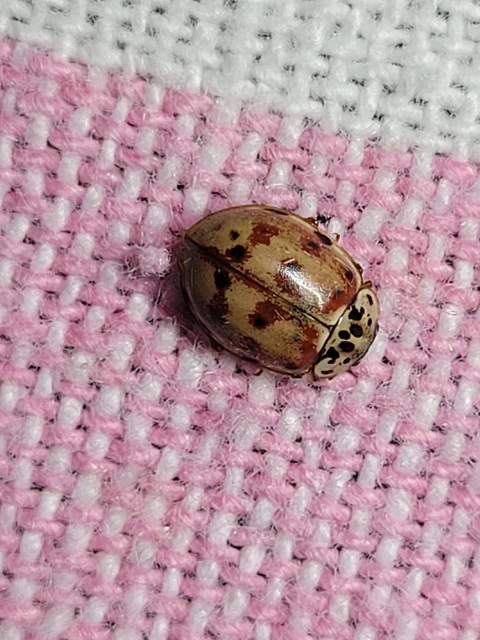 Harmonia quadripunctata - négypettyes katica