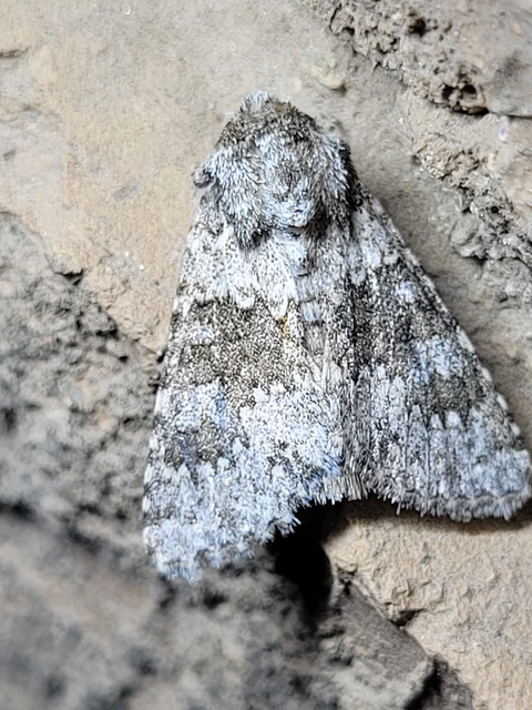 Hecatera dysodea - parajbagoly