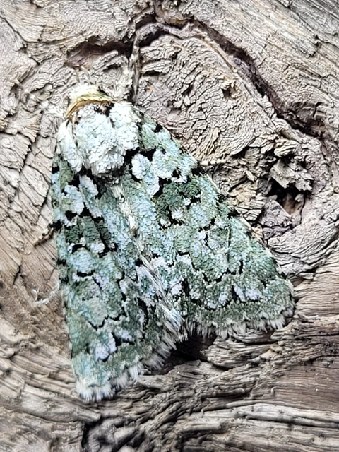 Bryopsis szeokekalmani - Szeőke Kálmán zuzmóbaglya