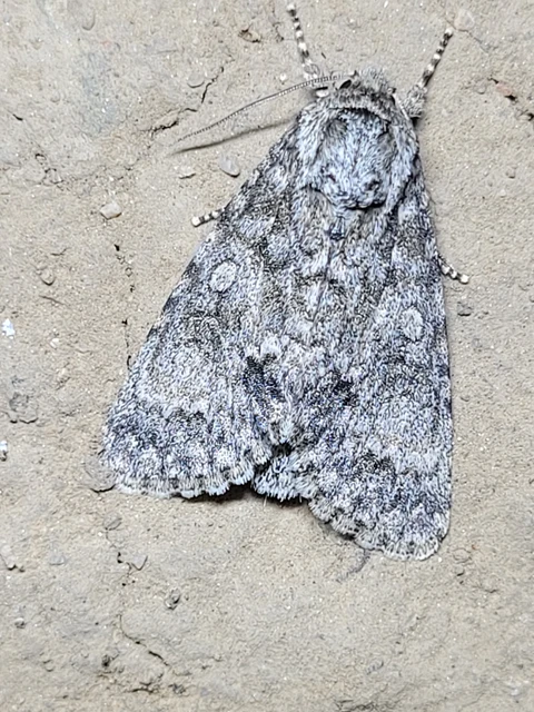 Acronicta megacephala - nagyfejű szigonyosbagoly